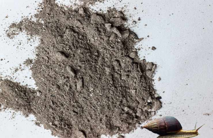 Lumaca scoraggiata dalla cenere del camino