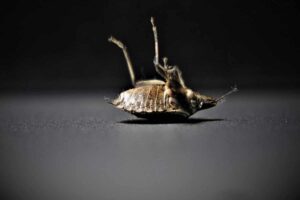Cimice morta in casa
