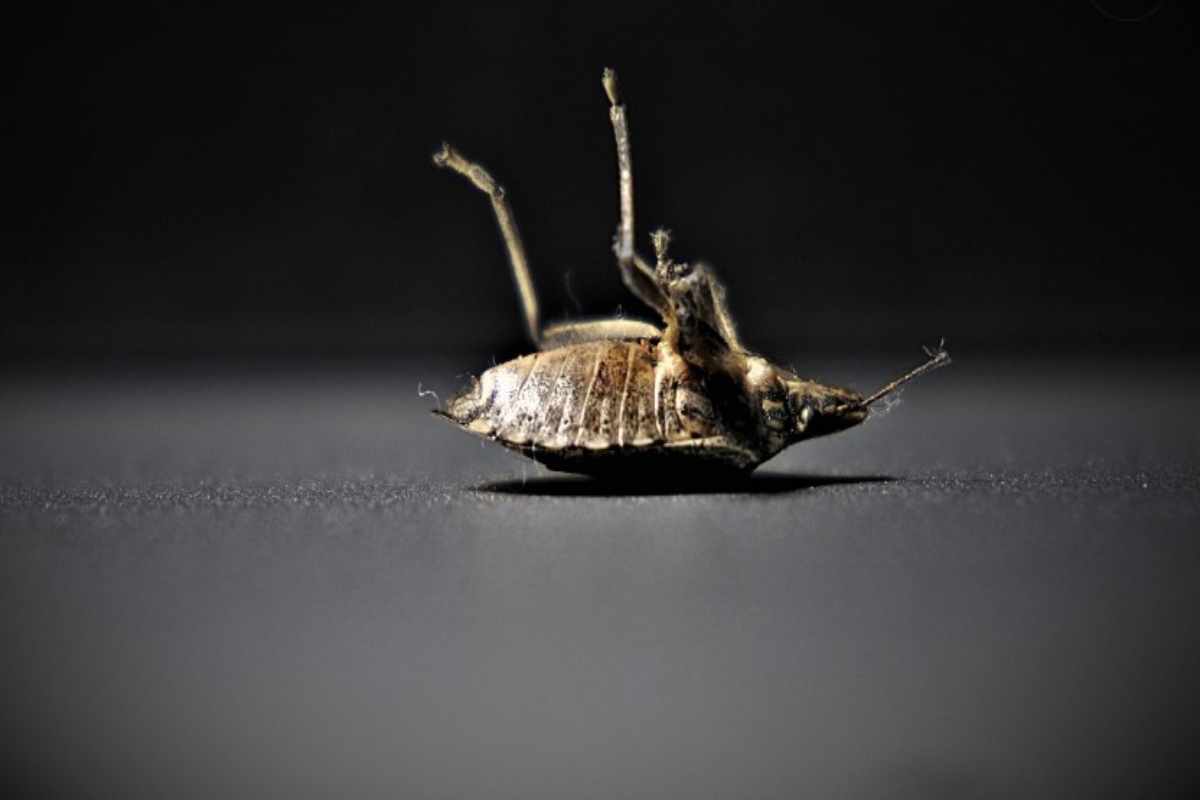 Cimice morta in casa
