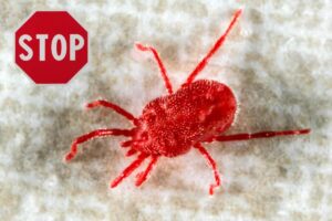 acaro e cartello stop