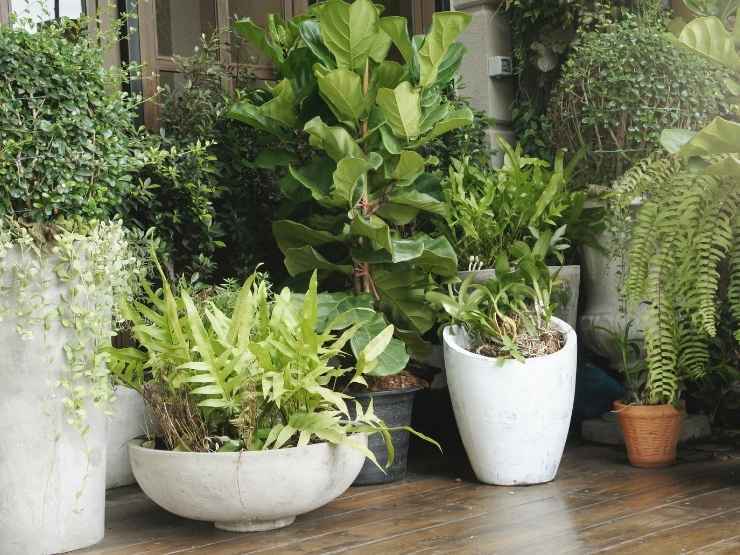 piante sul terrazzo riparate dal freddo