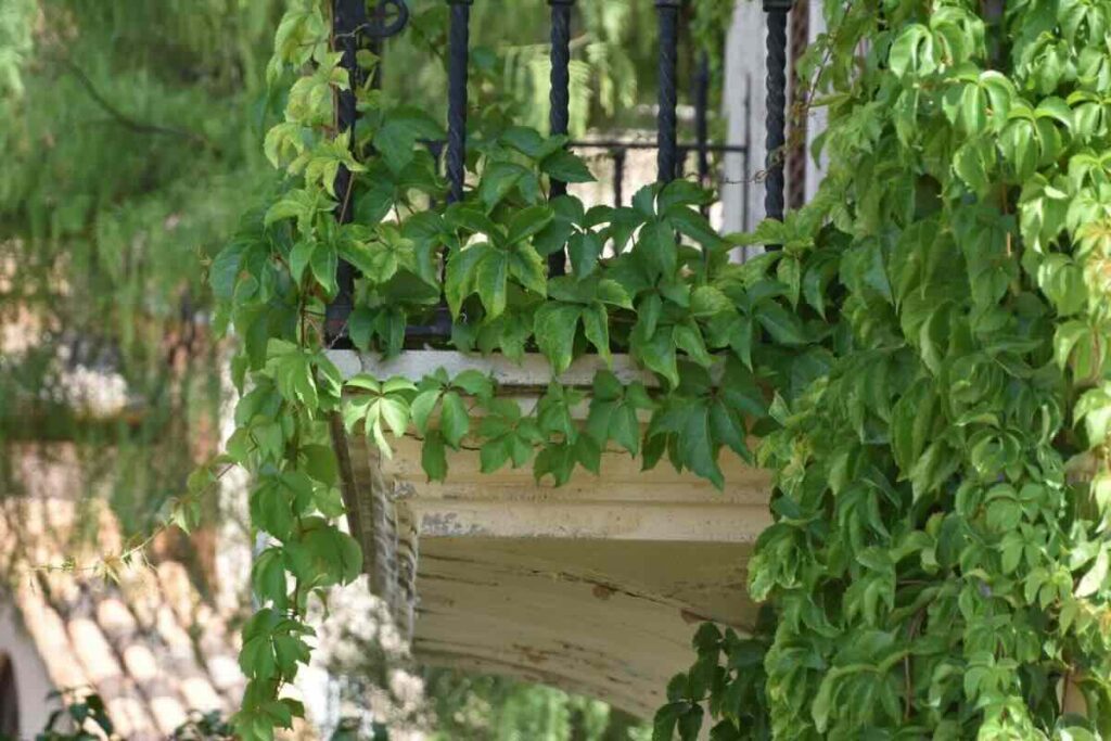 piante in balcone