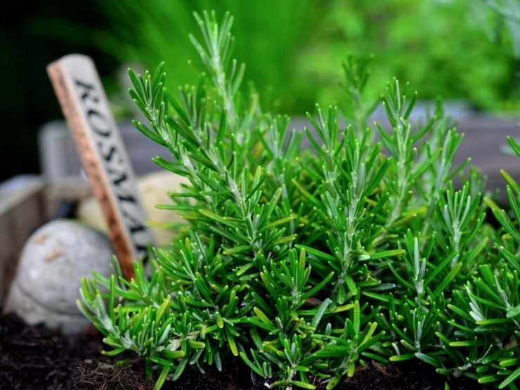 coltivazione rosmarino