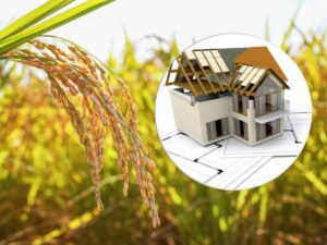 sfondo coltura riso, in primo piano progetto casa