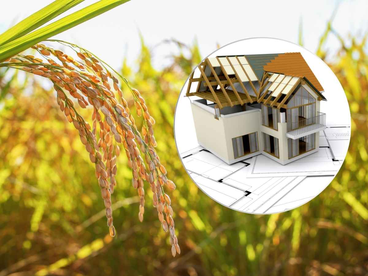 sfondo coltura riso, in primo piano progetto casa