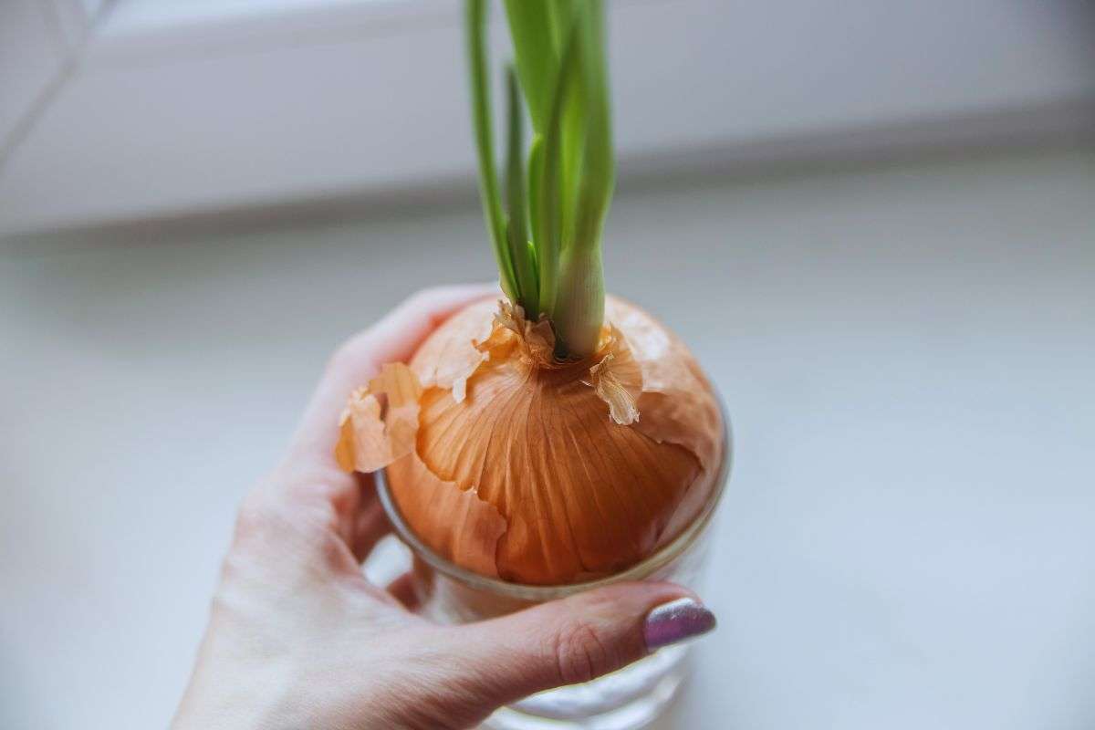 Cipolla che germoglia all'interno di un contenitore di vetro