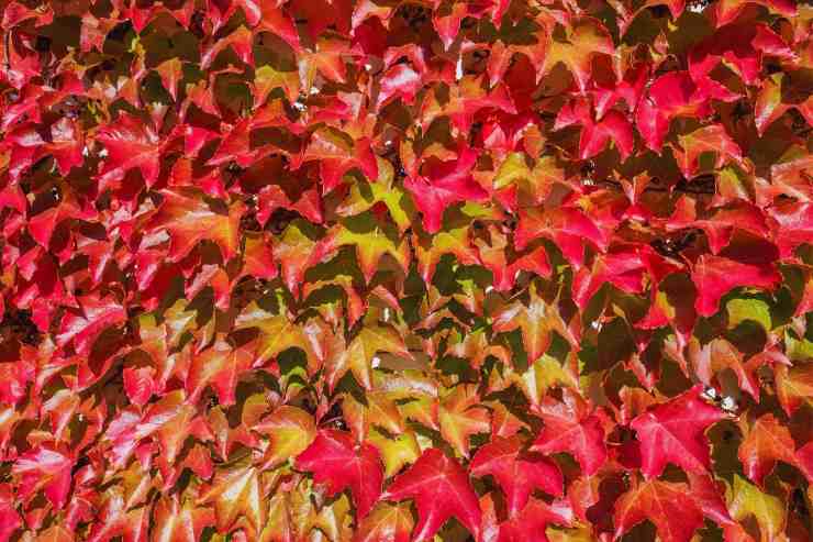 Muro ricoperto dal rampicante Parthenocissus