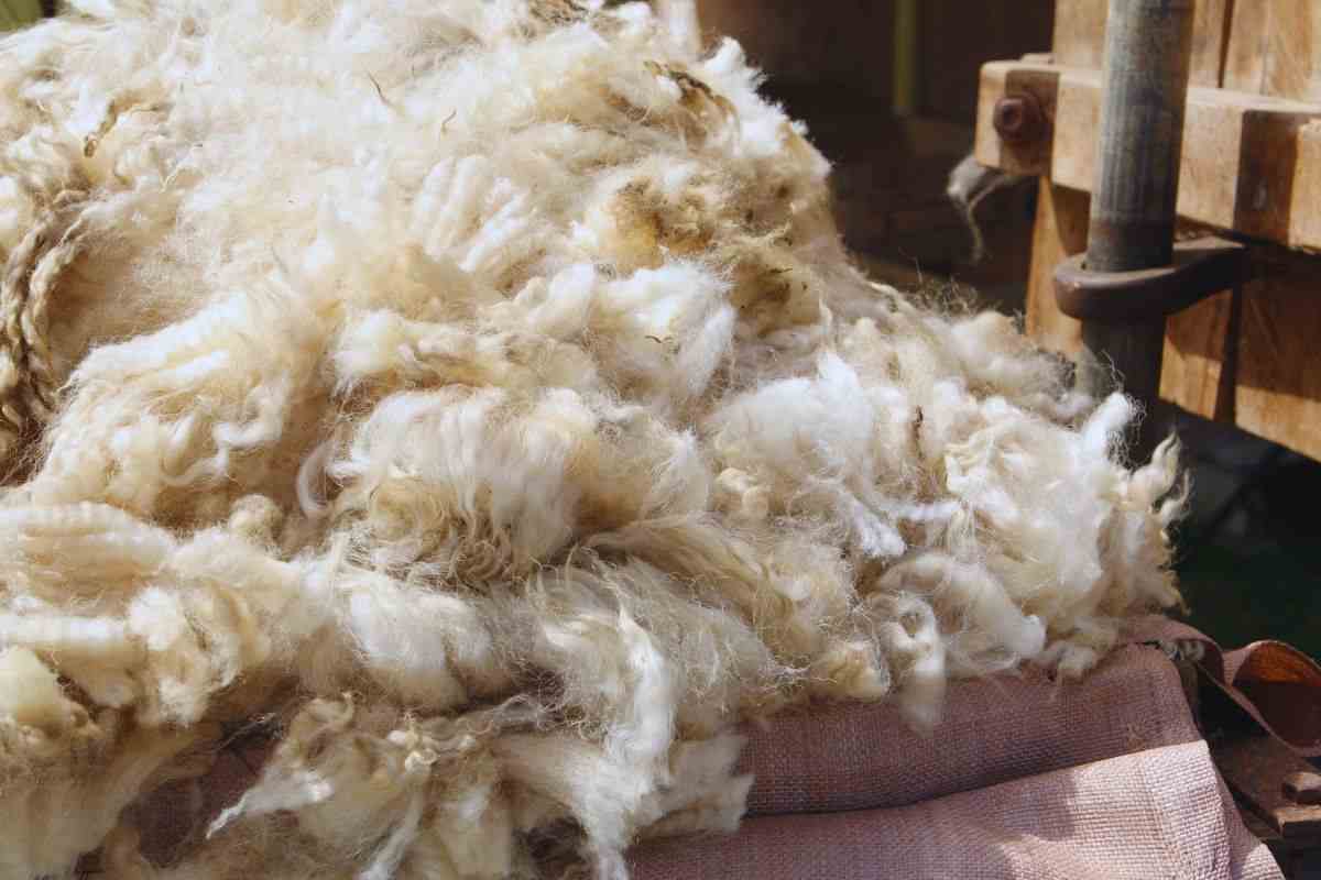 Lana di pecora