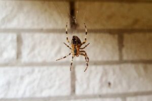 ragno all'intero di una abitazione