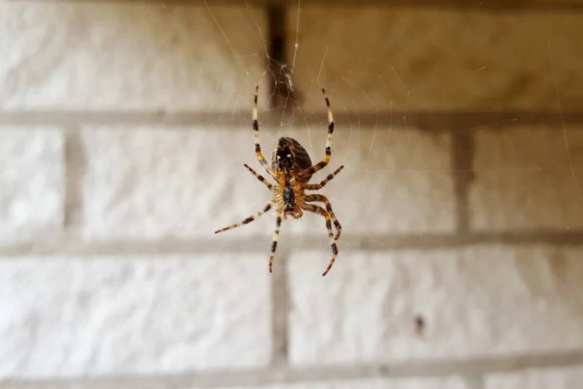 ragno all'intero di una abitazione