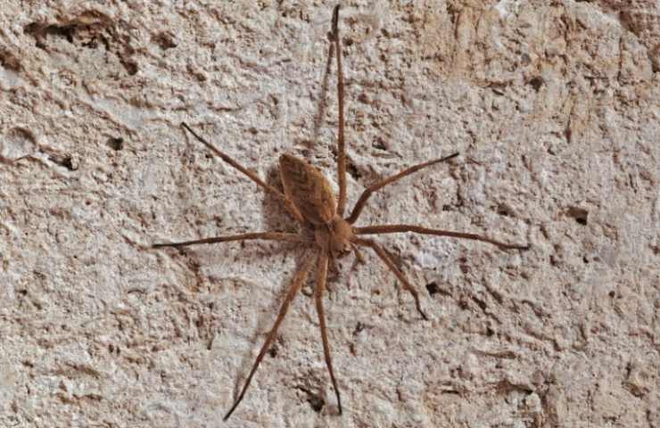 ragno su una superficie