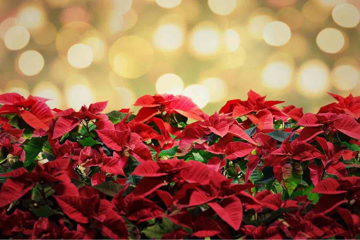 stella di natale consigli mantenimento